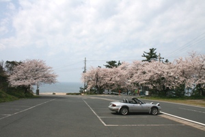 経ヶ岬の桜
