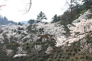 滝上公園の桜