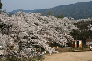 滝上公園の桜３