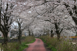 弥栄町の桜