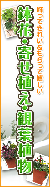 �K�[�f�j���O�@���ԁE�񂹐A���@�y�V