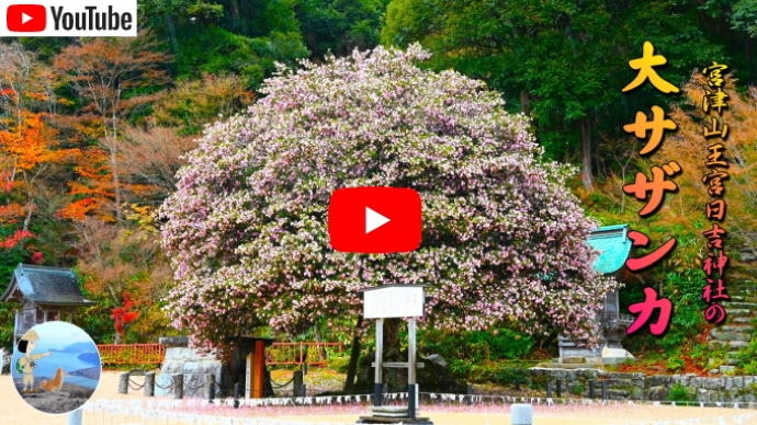 宮津山王宮の大サザンカ