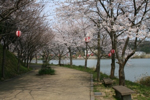 離れ湖の桜２