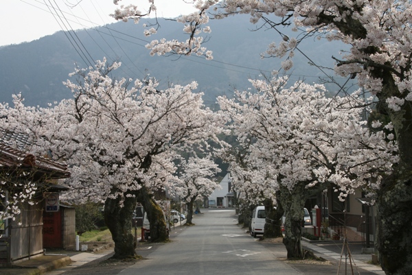 由良駅前の桜