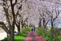 丹後の桜　お花見スポット