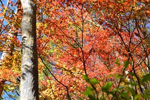 ガラシャ大滝展望所の紅葉