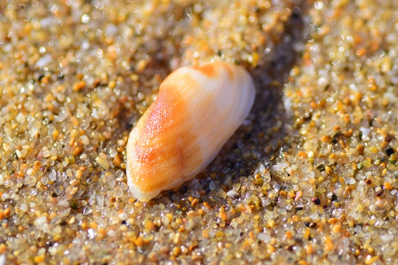 琴引浜の貝殻